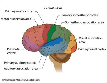 Image result for Brain Exploding Vector