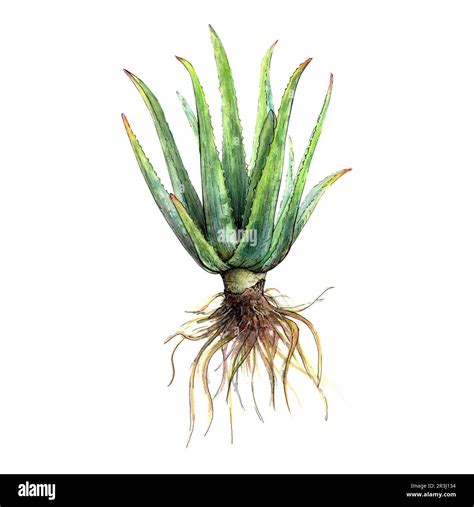 Aloe Root Structure