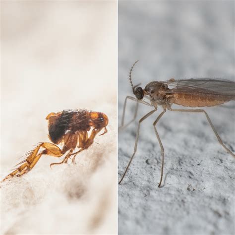 What's the Difference Between Fleas and Gnats? | Natura Pest Control