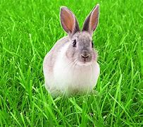 Image result for Baby Rabbit Wallpaper