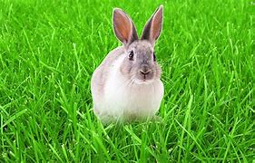 Image result for Bing Rabbit Wallpaper
