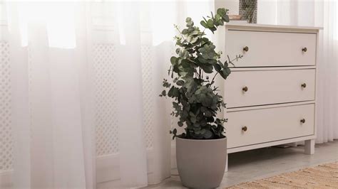 How to grow eucalyptus indoors and outdoors