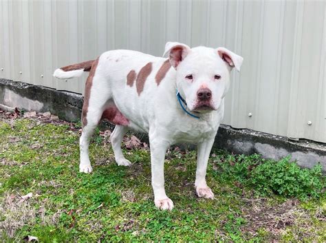 White Pitbull Mix