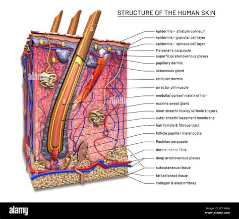 Structure of the human skin, cross section of hair follicle with ...