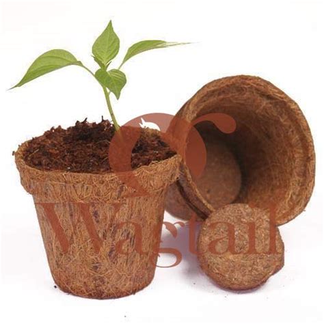 Wagtail | Coir Pot - Coco Pot for Planting/Set of 5 (3.5 inch) (Brown ...
