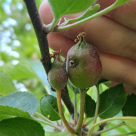 Image result for Fruit Tree Problems