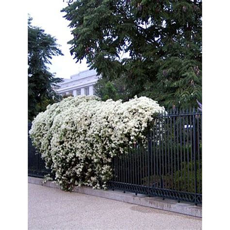 When To Plant Sweet Autumn Clematis / Sweet Autumn Clematis Do You Dare ...