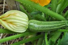 foto fiori di zucca fiori di zucca o di zucchini orto naturale foto fiori di zucca fiori di zucca o di zucchini orto naturale