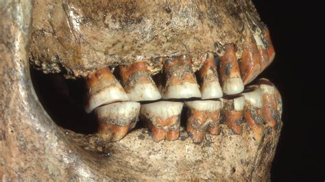 Human Canine Teeth Evolution