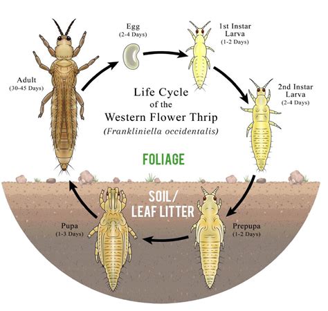 Thrips: The No-See-Sum Plant Pest - Laidback Gardener