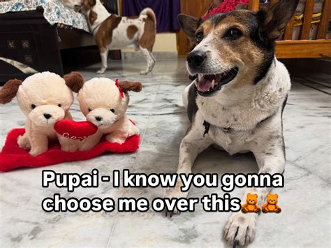 Tale of 3 Dogs & 4 Cats | Meri health ab kaise h | Instagram