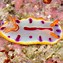 sea slugs 的图像结果