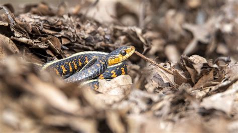 Download wallpaper 1920x1080 snake, scales, predator, grass full hd ...