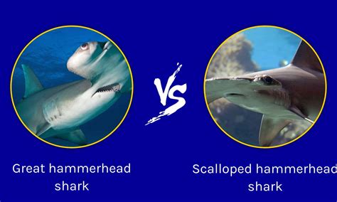 Hammerhead Shark Average Size at Ellie Ezell blog