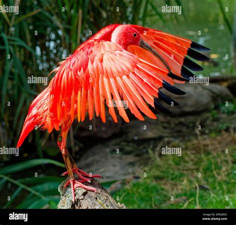 Scarlet ibises (Eudocimus ruber), captive, occurrence northern South ...