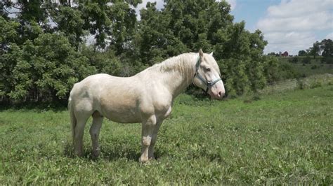 American Cream Draft Horses