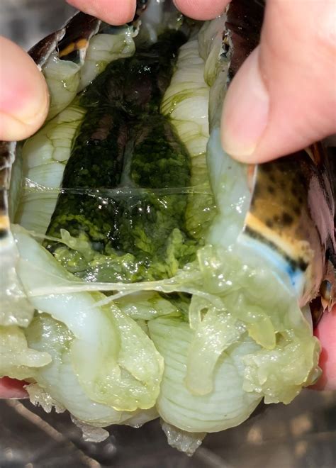 Is it safe to eat green stuff in lobster? : r/foodsafety