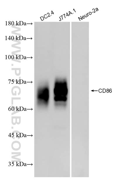 CD86 antibody (83213-6-RR) | Proteintech