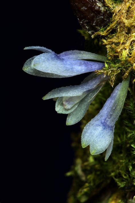 dendrobium leucocyanum