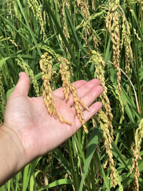 Will Store Bought Rice Grow at Bruce Lohr blog
