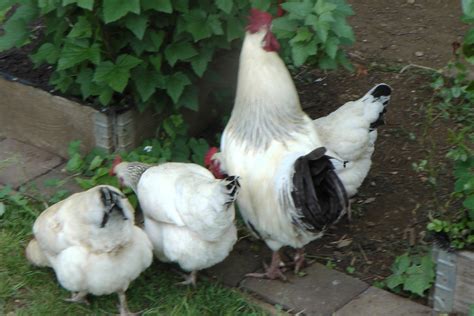 Sussex For Sale | Chickens | Breed Information | Omlet