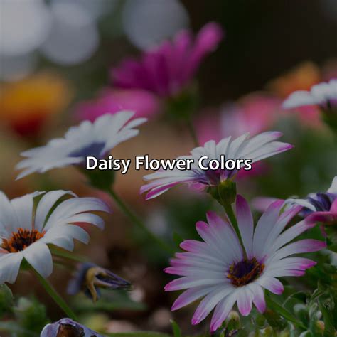 What Color Is Daisy - colorscombo.com