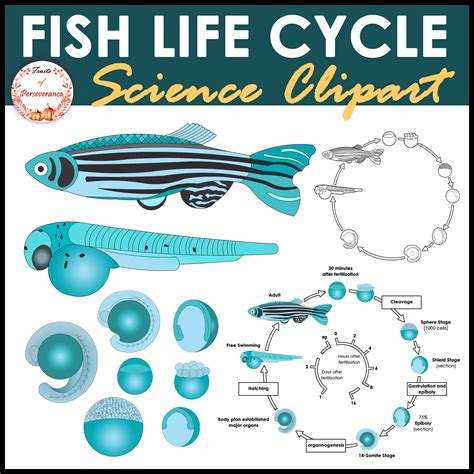 Fish Life Cycle Clipart | Animals Clip Art | Made By Teachers