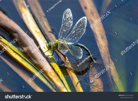 Dragonfly Eggs In Water