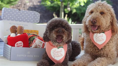 Best pet subscription boxes of 2021 | CNN Underscored