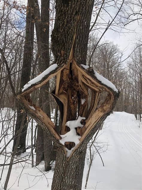 Image result for Exploding Tree in Winter