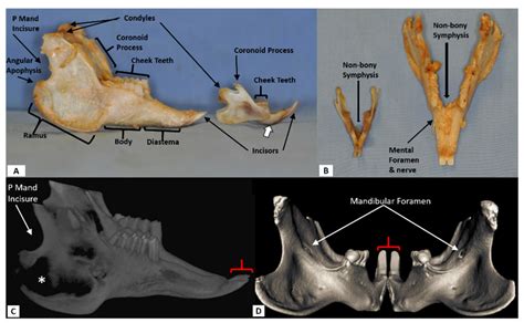 Mouse Teeth Anatomy