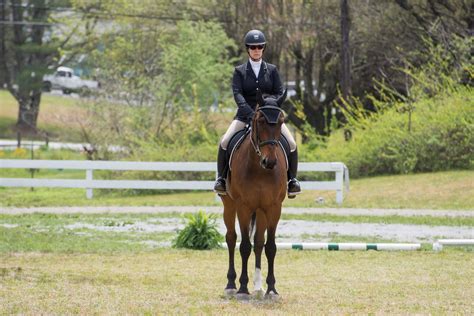Meet the Holsteiner: Ye Old Warmblood - YourDressage