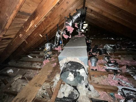 How Much Does it Cost to Have Raccoons Removed? - Master Attic