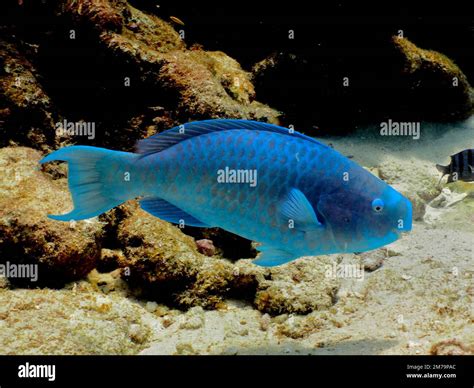 Blue parrotfish (Scarus coeruleus) . Dive site John Pennekamp Coral ...