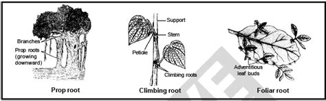 Modification of Root, Stem and Leaf - Morphology of Plants, Class 11 ...