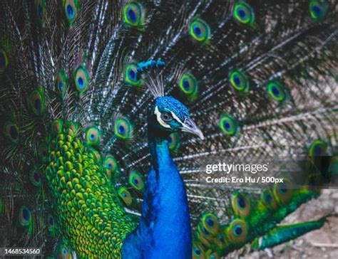 Shuttle Cock Feather Texture 的图像结果