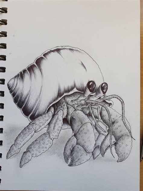 How To Draw A Hermit Crab Hermit Crab Line Art Stock Illustrations