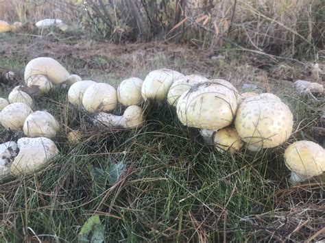 Amanita muscaria var. guessowii (Yellow Orange Fly Agaric) - Mushrooms ...