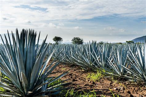 What Prevents Water Loss In Desert Plants