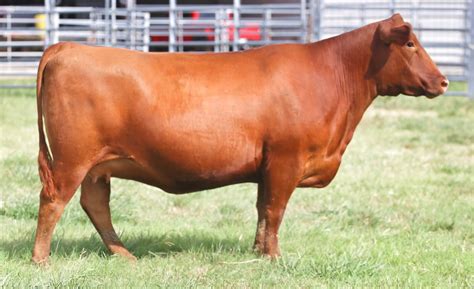 Red Angus Cattle - Pleasant View Farms, Inc.