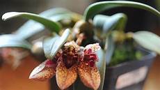 orchidee cattleya orchidee orchidee cattleya appartamento orchidee cattleya orchidee orchidee cattleya appartamento
