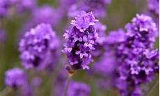 lavanda in vaso cure lavanda come coltivarla e prendersene cura leitv lavanda in vaso cure lavanda come coltivarla e prendersene cura leitv