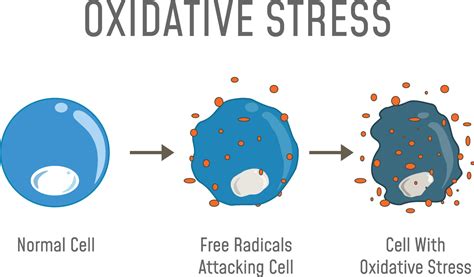 Oxidative Stress & Your Skin - dermaviduals