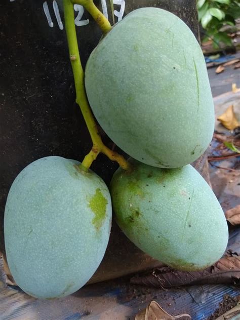 Kalapadi Mango Live Plant (Mangifera indica) – veliyathgardens