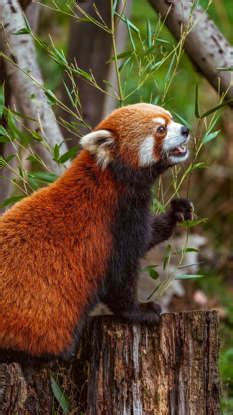Lesser-known facts about red pandas