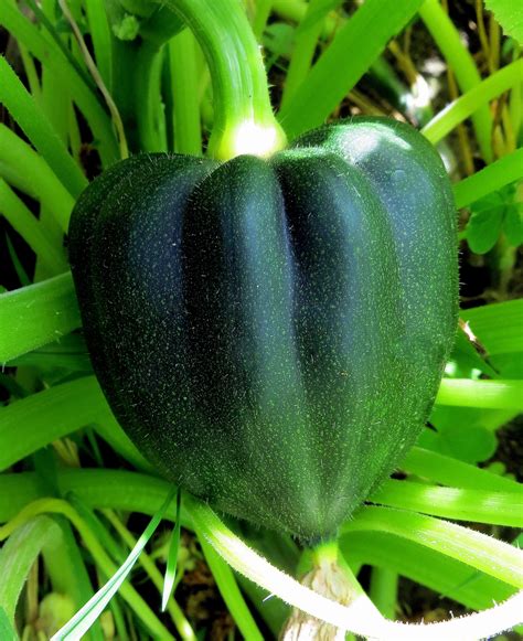 Acorn Squash Free Stock Photo - Public Domain Pictures
