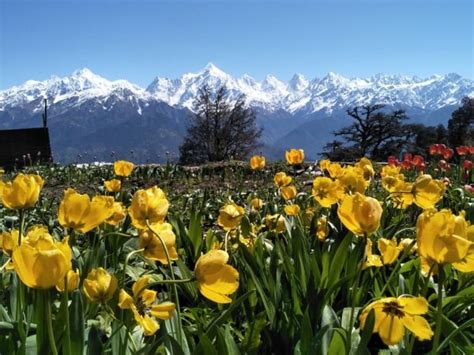 Stunning Images From Munsiyari Tulip Garden In Uttarakhand
