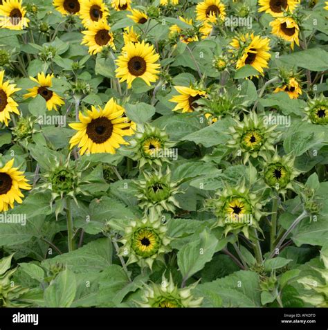 Sunflower, Helianthus annus Stock Photo - Alamy