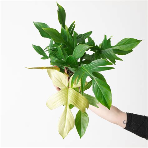 Philodendron 'Florida Ghost' | Plants | GrowTropicals.com