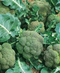 LYRS Waltham Broccoli Seeds With 200gm Vermicompost Seed Price in India ...